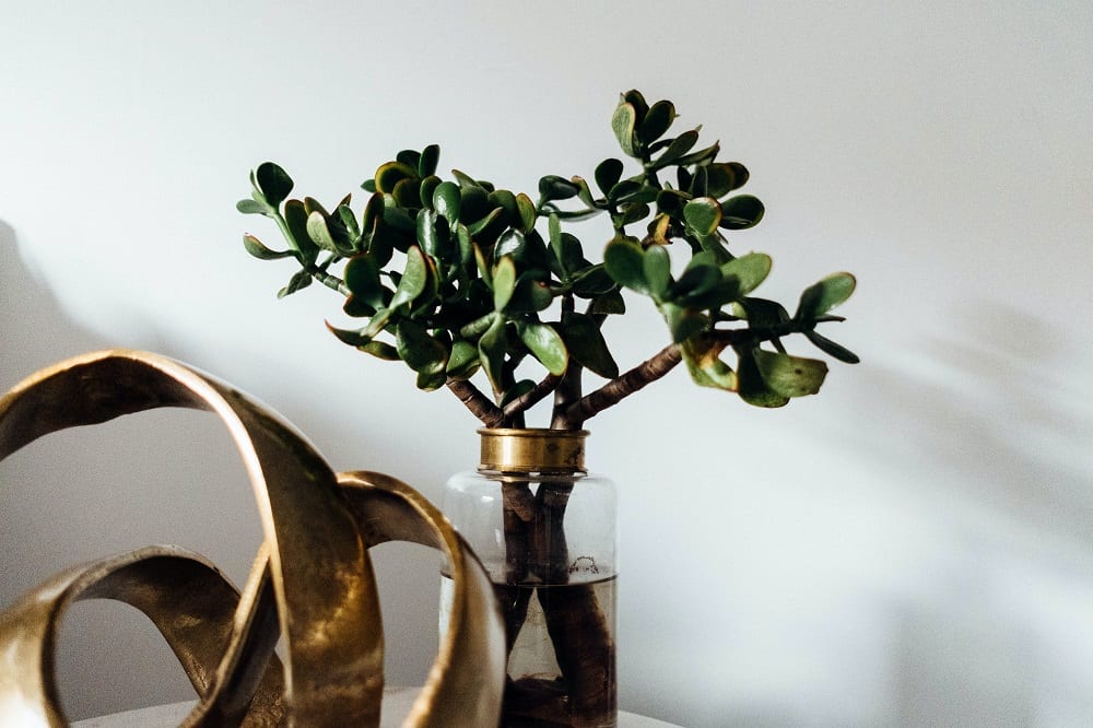 Jade plant stem cuttings in a vase of water on white wall background.