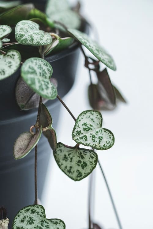 Close-up of string of hearts plant leaves | How to propagate string of hearts