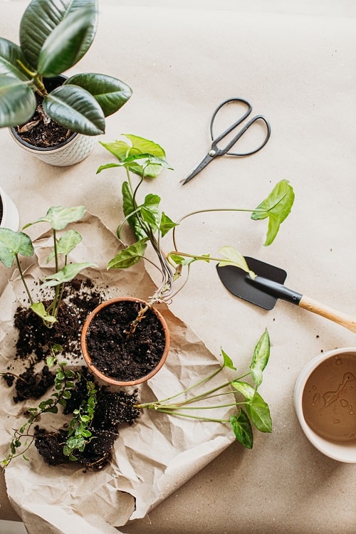 Top view of repotting of Syngonium podophyllum (arrowhead plant) houseplants | Full guide to arrowhead plant propagation.