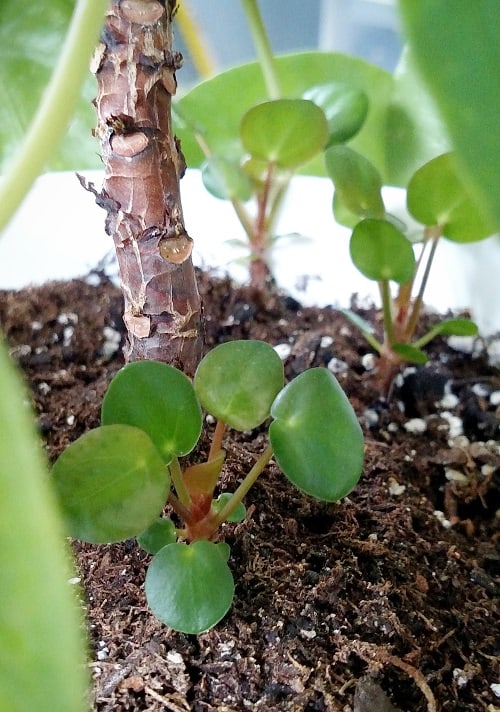 Small soil plantlets of Chinese money plant (Pilea peperomioides) growing alongside the mother plant stem.