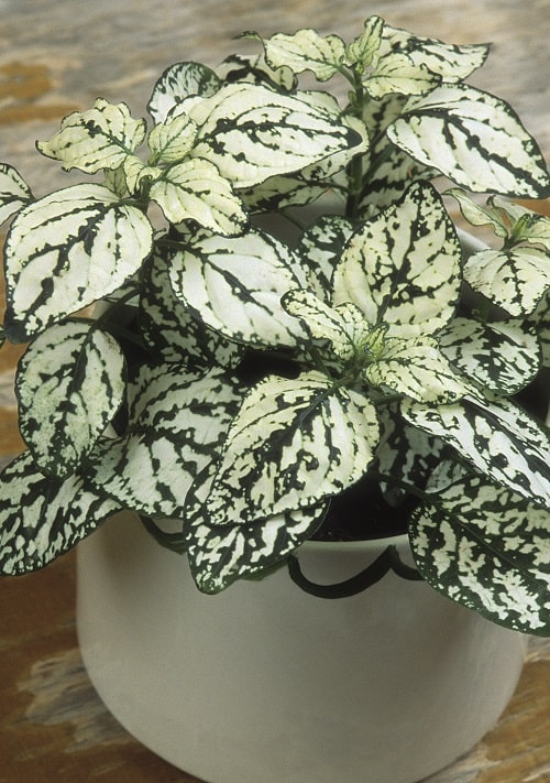 Green and silver Hypoestes phyllostachya houseplant in white planter. | Full guide to polka dot plant propagation