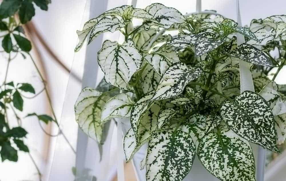 Silver and green polka dot plant (Hypoestes) in hanging planter.