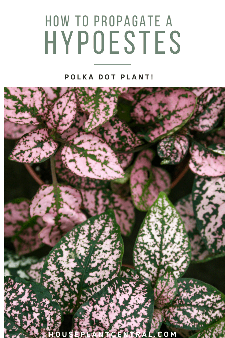 Green and pink variegated leaves of polka dot plant, a popular houseplant. | Full guide to polka dot plant propagation.