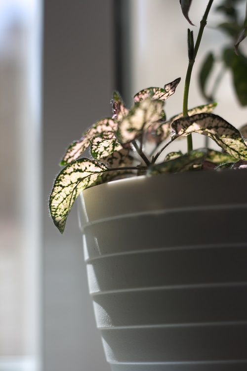 Close-up of leaves of Hypoestes phyllostachya, a popular houseplant also known as polka dot plant.