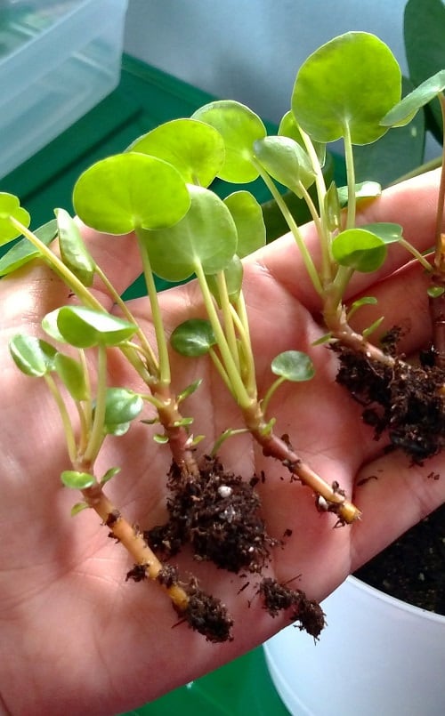 Hand holding multiple Pilea peperomioides (Chinese money plant) cuttings | Guide to propagating Chinese money plant.
