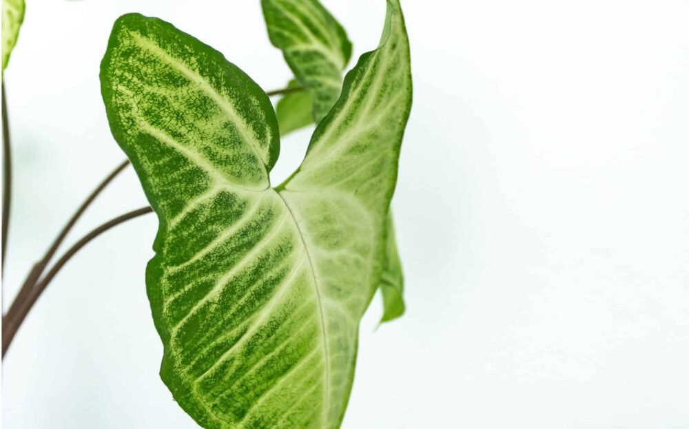 Close-up of leaf of Syngonium podophyllum, a popular houseplant also referred to as arrowhead plant.