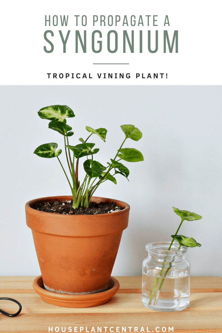 Small leaved cultivar of arrowhead plant (Syngonium podophyllum) in terracotta planter, with two cut leaves in a vase with water to the right. | Full guide to arrowhead plant propagation