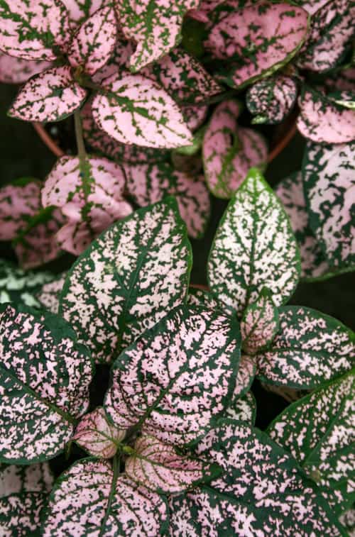 Green and pink variegated leaves of polka dot plant, a popular houseplant.