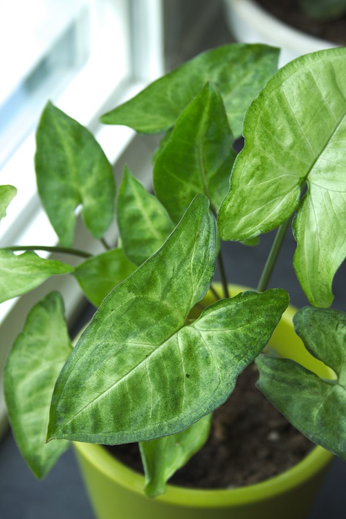 Green leaves of arrowhead plant (Syngonium podophyllum), a common tropical houseplant. 