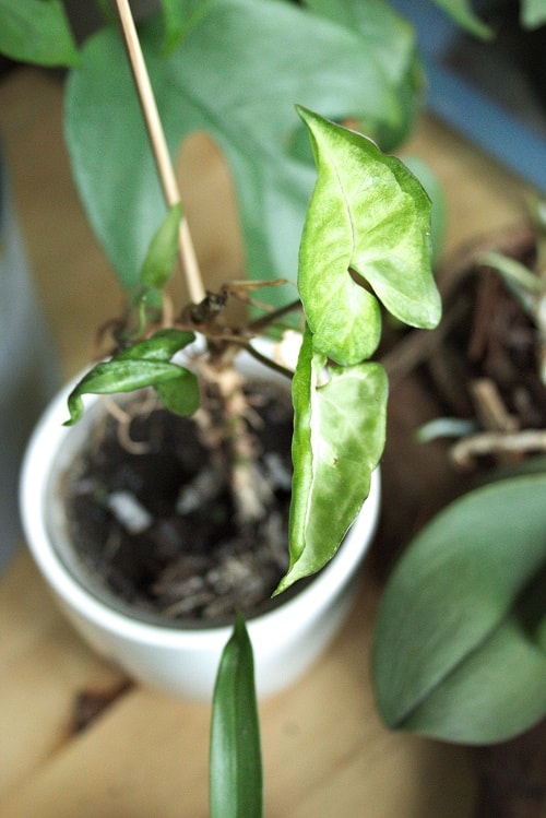 Shallow focus leaves of arrowhead plant (Syngonium podophyllum), with new leaf just unfurling.