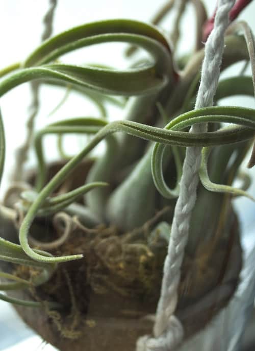 Close-up of Tillandsia caput-medusae air plant in hanging coconut planter with macramé strings | How to make a DIY coconut planter