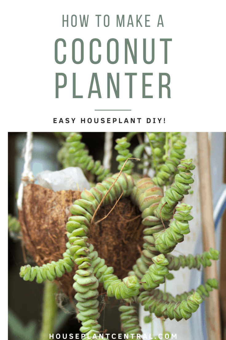 Hanging Crassula succulent in coconut planter | How to make a DIY coconut planter