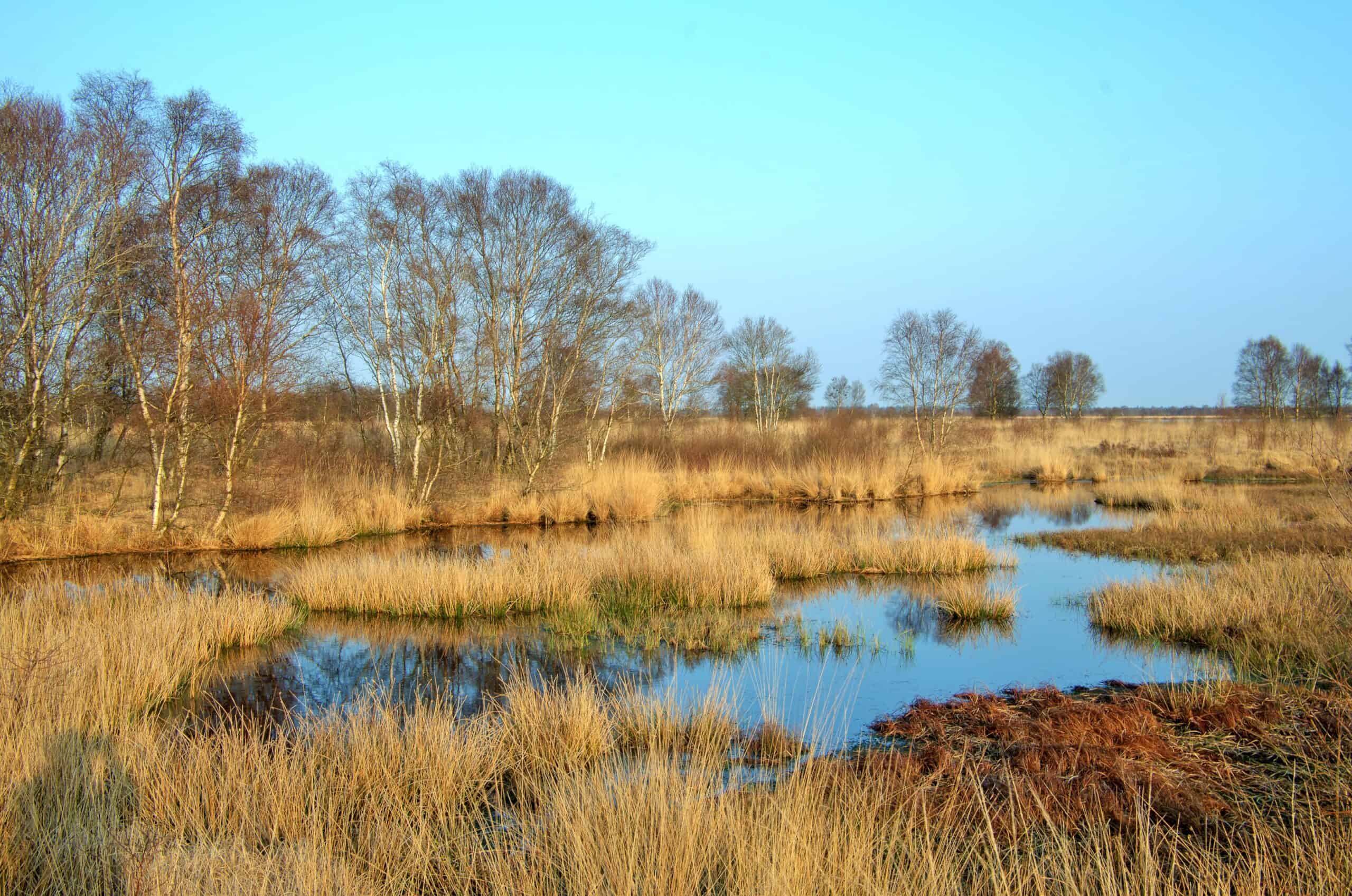 Landscape photo of the Ewiges Meer, a peat bog in Germany.