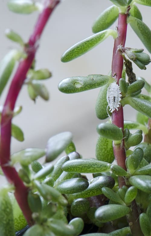 Mealybug on jellybean succulent plant leaf.