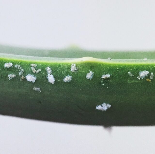 Mealybugs on houseplant leaf | What to do about mealybugs