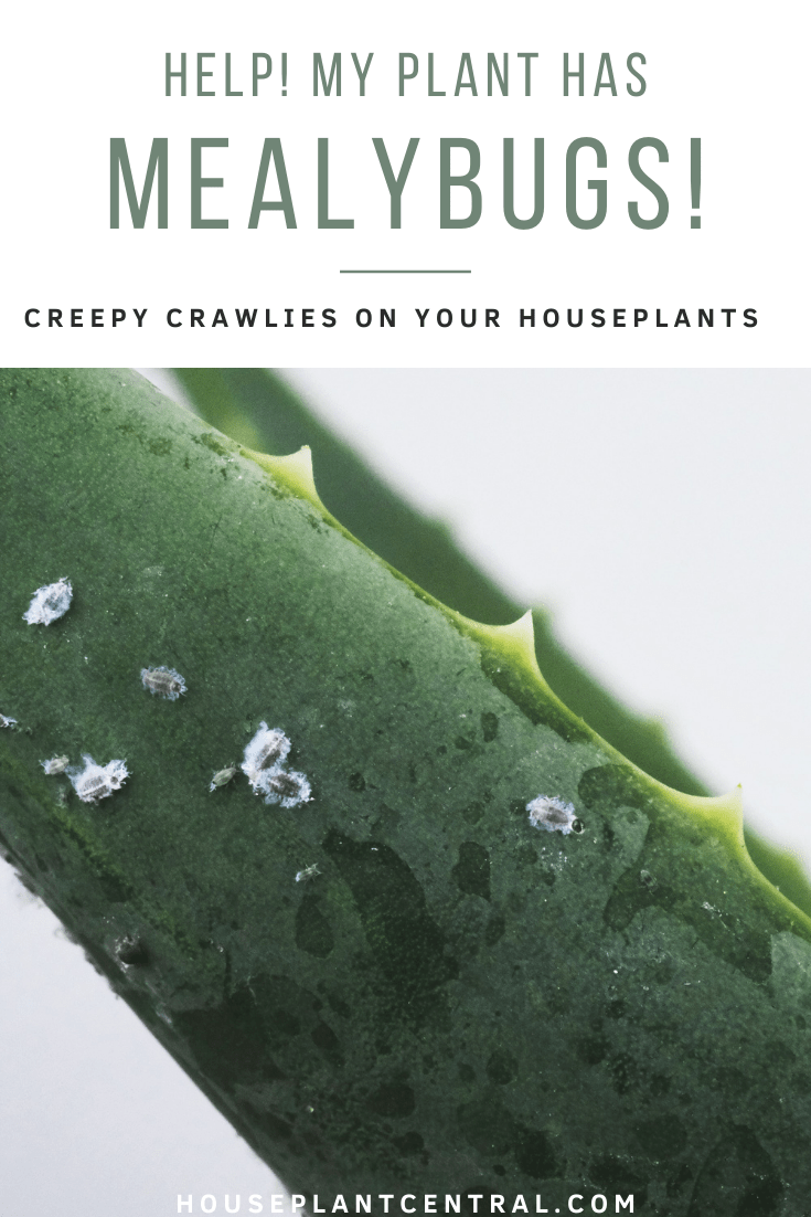 Mealybugs on houseplant leaf, close-up.