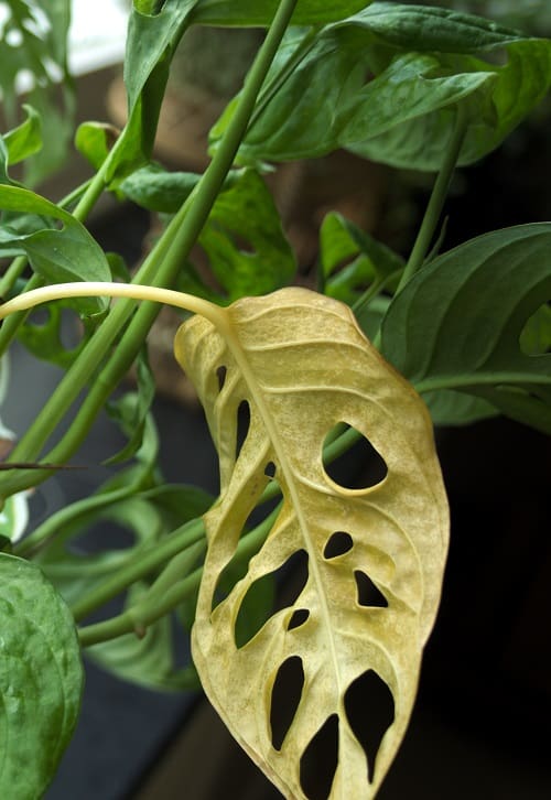 12 Common Problems With Monstera Houseplant Central