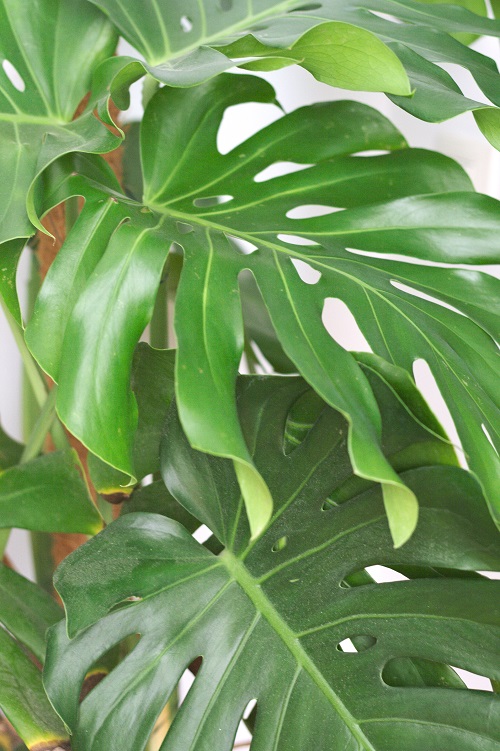 Leaves of Monstera deliciosa houseplant (Swiss cheese plant). 