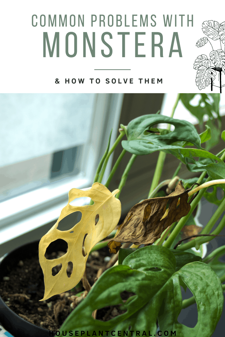 Yellowing and browning leaves of Monstera adansonii, a common houseplant. | 12 common issues with Monstera