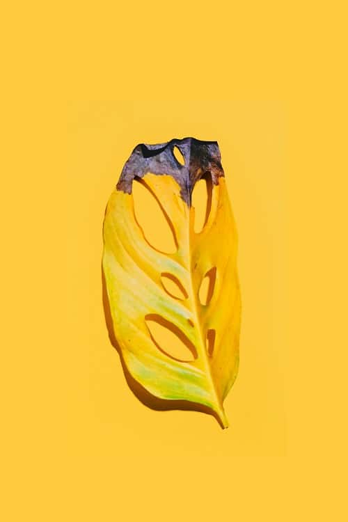 Isolated yellow leaf of Monstera adansonii with black leaf tip on yellow surface. | 12 common problems with Monstera