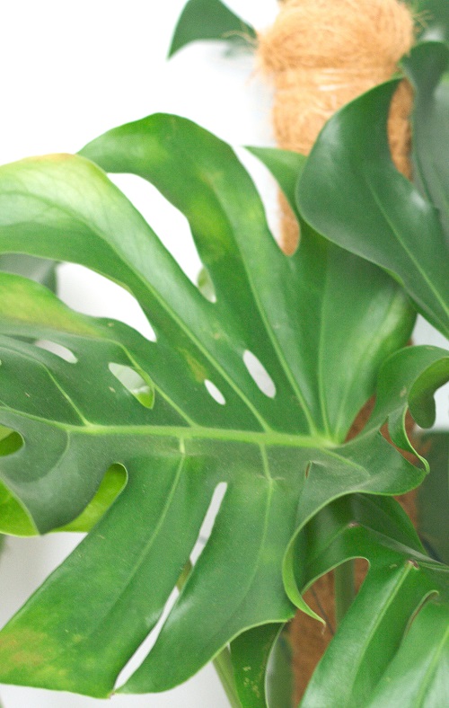 Monstera deliciosa houseplant with yellowing leaf.