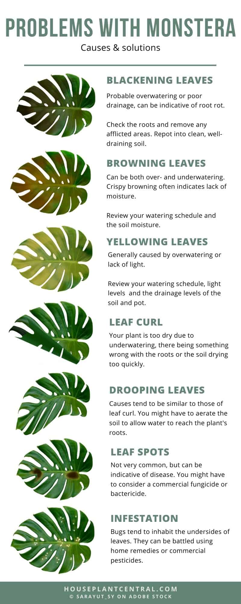 Infographic indicating the different manifestations of problems one can have with their Monstera houseplant. | 12 common problems with Monstera