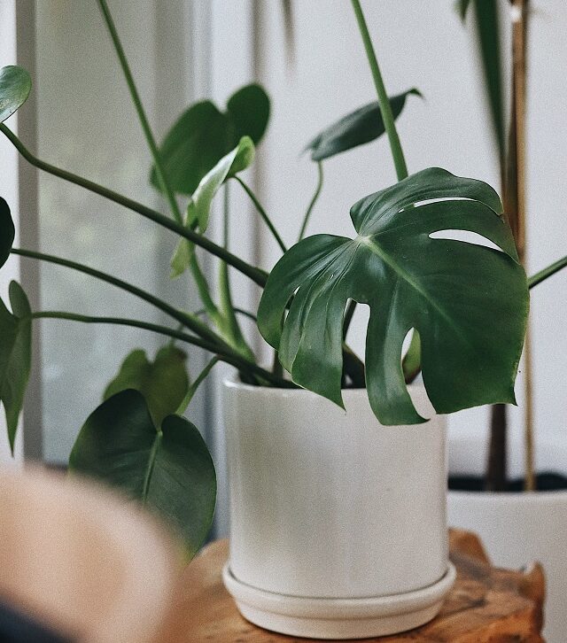 Monstera houseplant in white planter among other houseplants | 12 common problems with Monstera