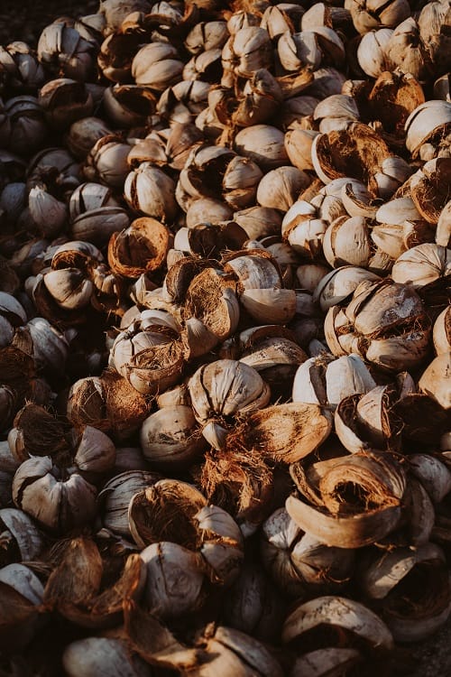 Photo of a pile of empty coconut husks, which can be used to make coco coir, a popular soil amendment.