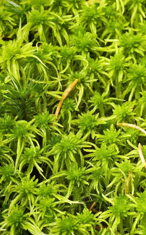 Close-up of sphagnum moss, a popular soil additive for (house)plants.