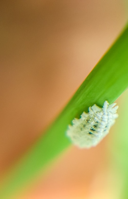Mealybug on plant leaf, close-up.