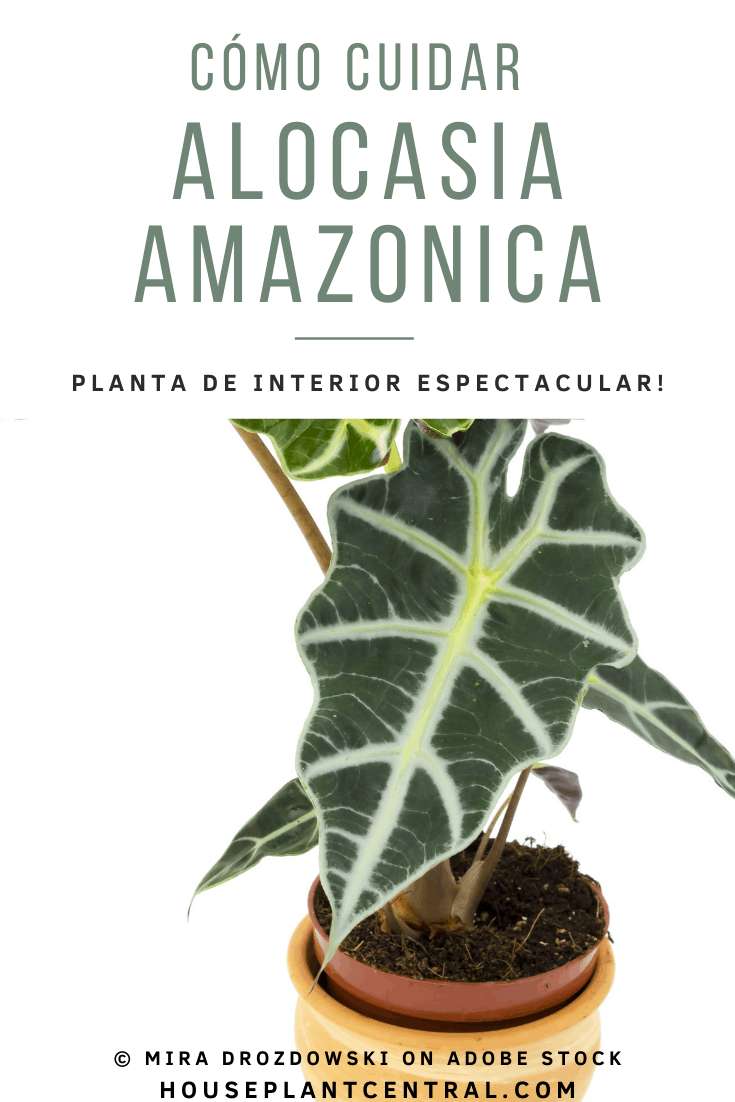 Hoja de Alocasia amazonica, una planta de interior.