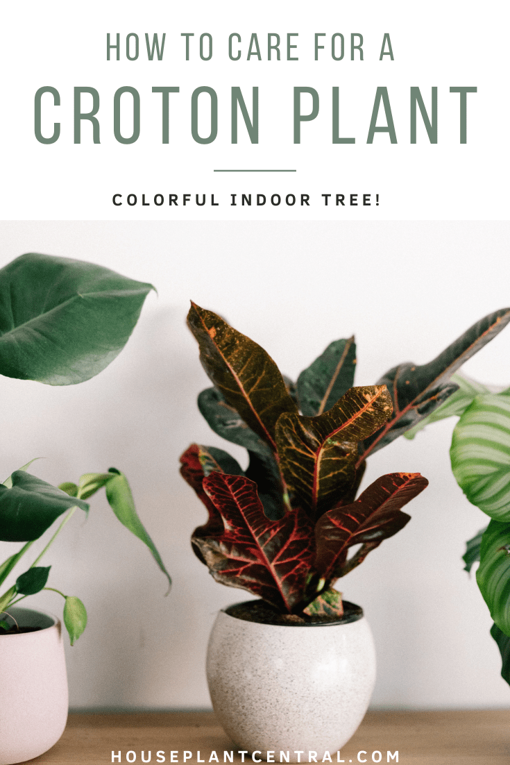 Croton plants are a popular species of houseplant.