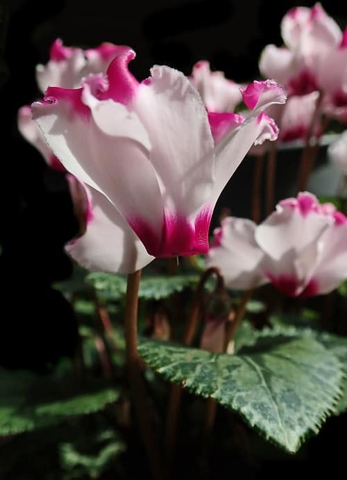 Pink ruffly flowers of Cyclamen houseplant | Cyclamen care guide