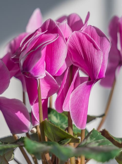 Pink flowers of Cyclamen houseplant in the sun | Full Cyclamen care guide