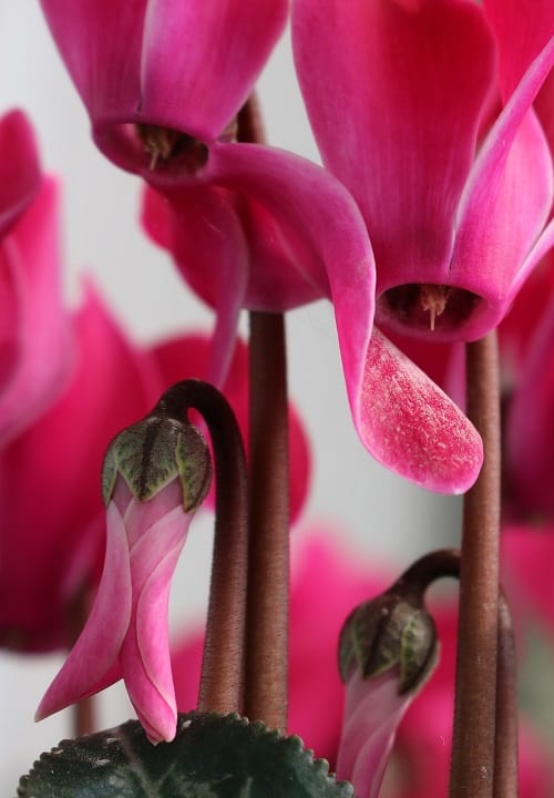Close-up of pink flowers of Cyclamen houseplant | Full Cyclamen care guide