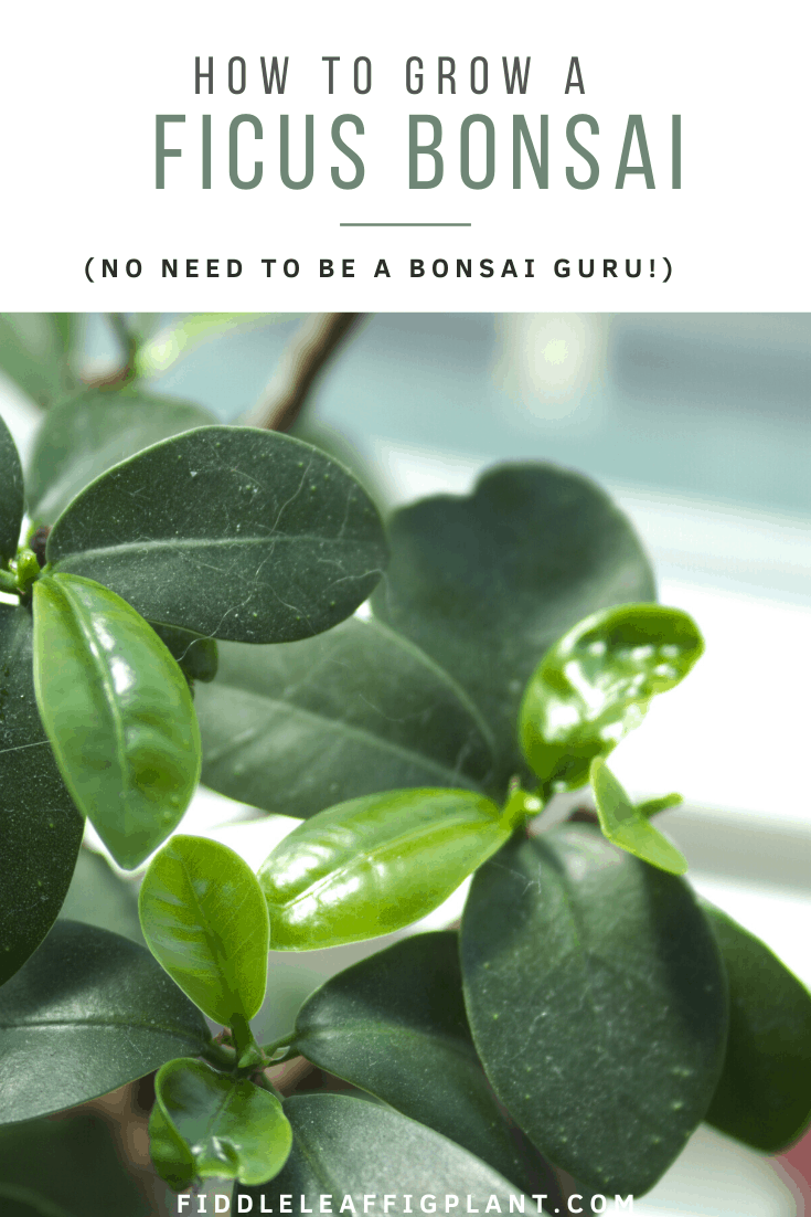Close-up of fresh shiny leaves on Ficus bonsai tree | Guide on growing Ficus bonsai 