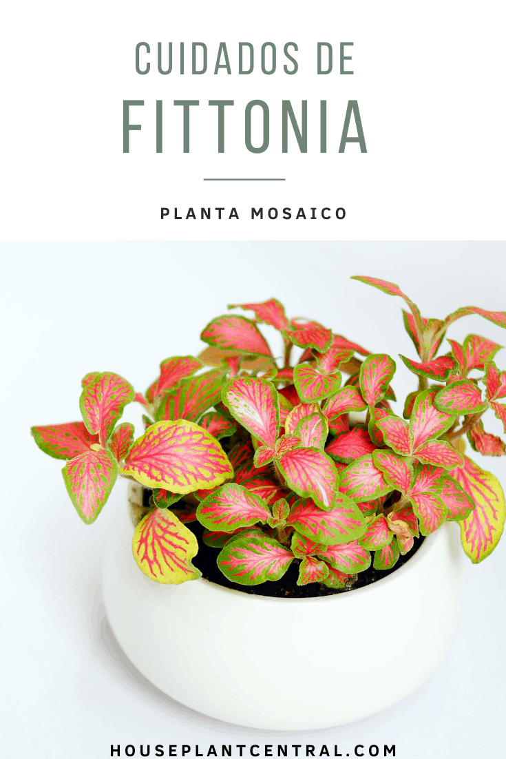 Planta Fittonia de color verde y rosa. 