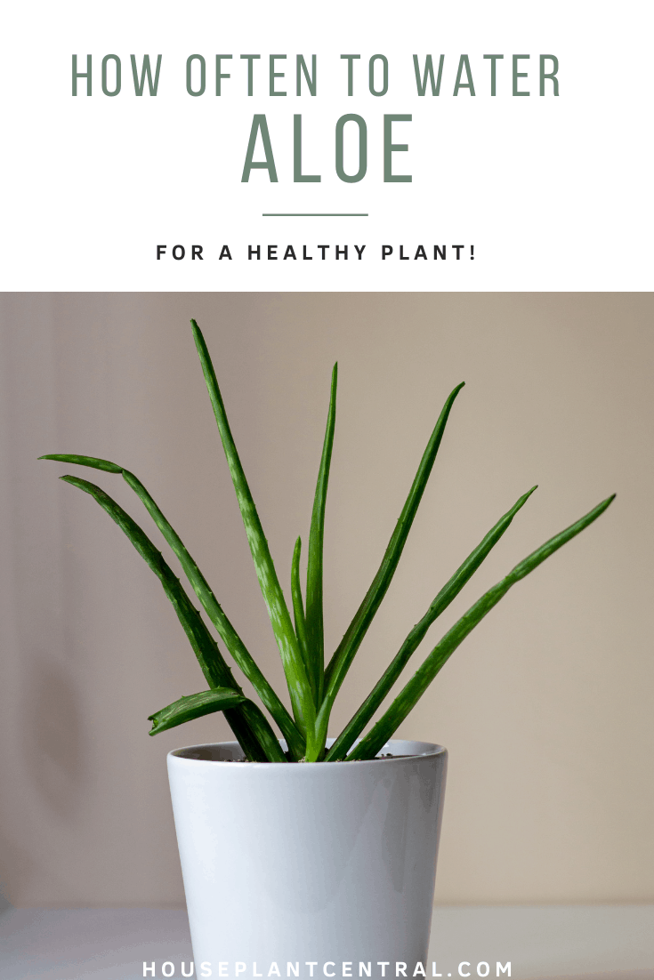Aloe vera plant in glossy white planter | How often to water Aloe