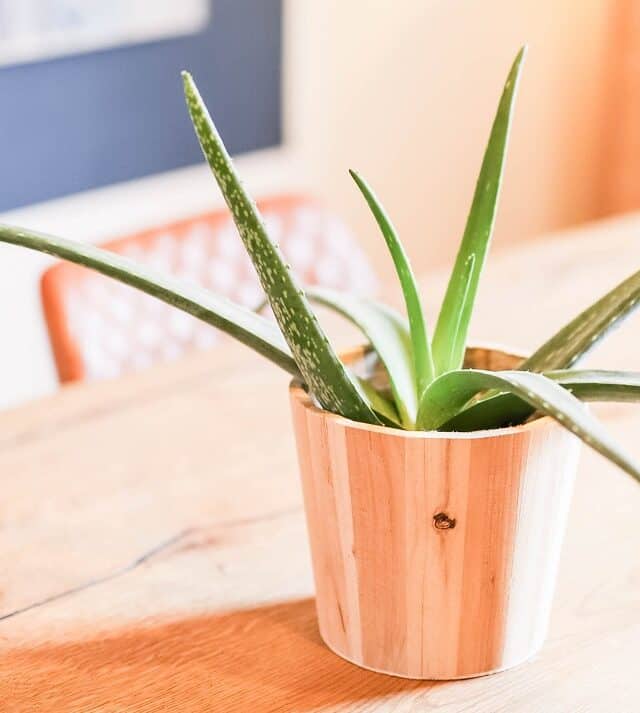 Aloe vera houseplant on bright, sunny table | How often to water Aloe