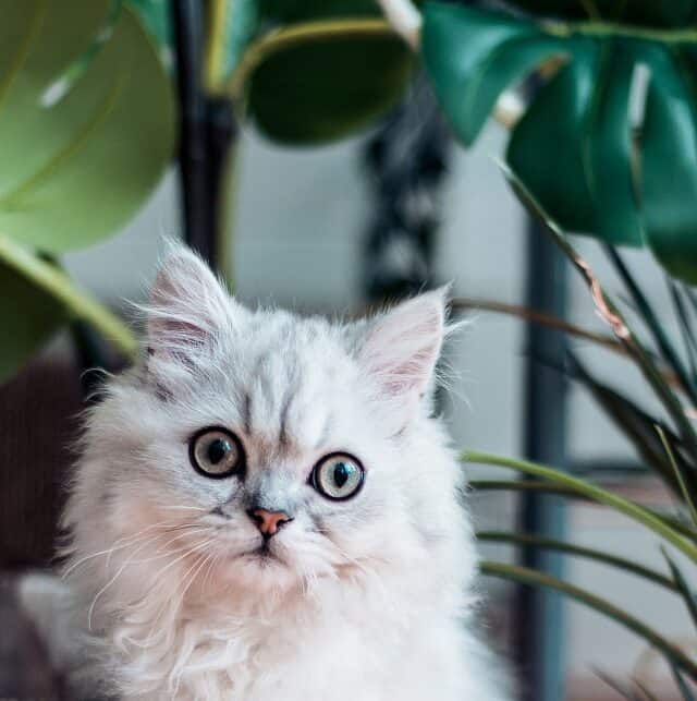 Cat surrounded by houseplants including Monstera deliciosa | Is Monstera toxic to cats and dogs?