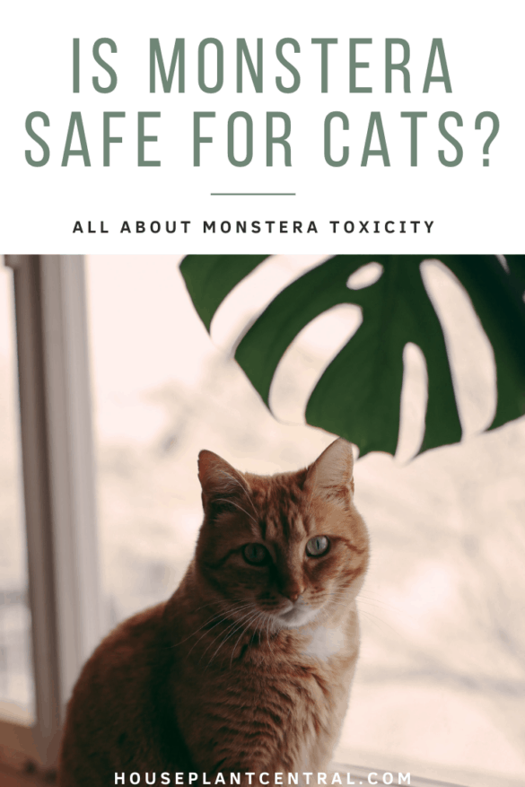 Is Monstera Toxic To Cats And Dogs   Is Monstera Toxic To Cats 585x877 