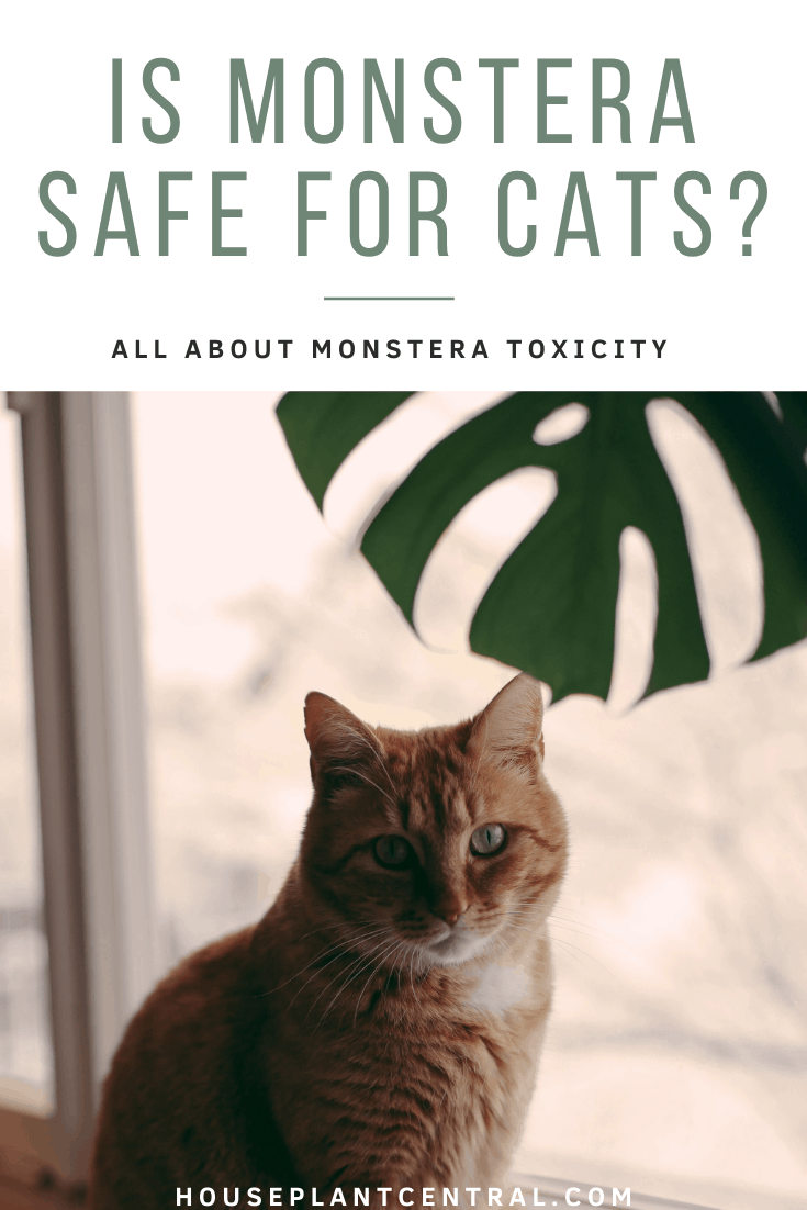 Is Monstera Toxic to Cats and Dogs?