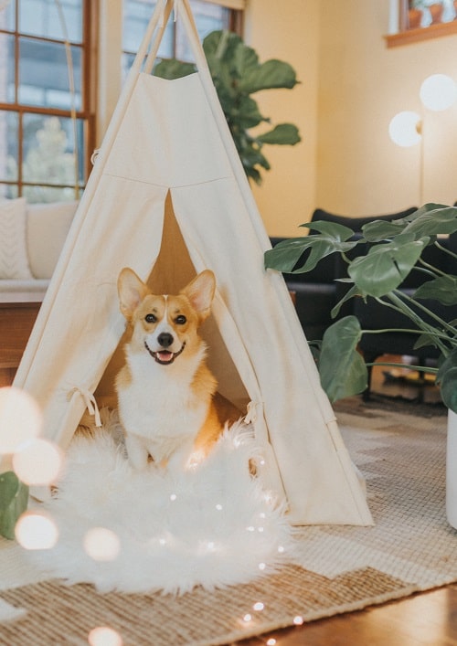 Corgi dog in small white tipi tent in living room surrounded by houseplants 