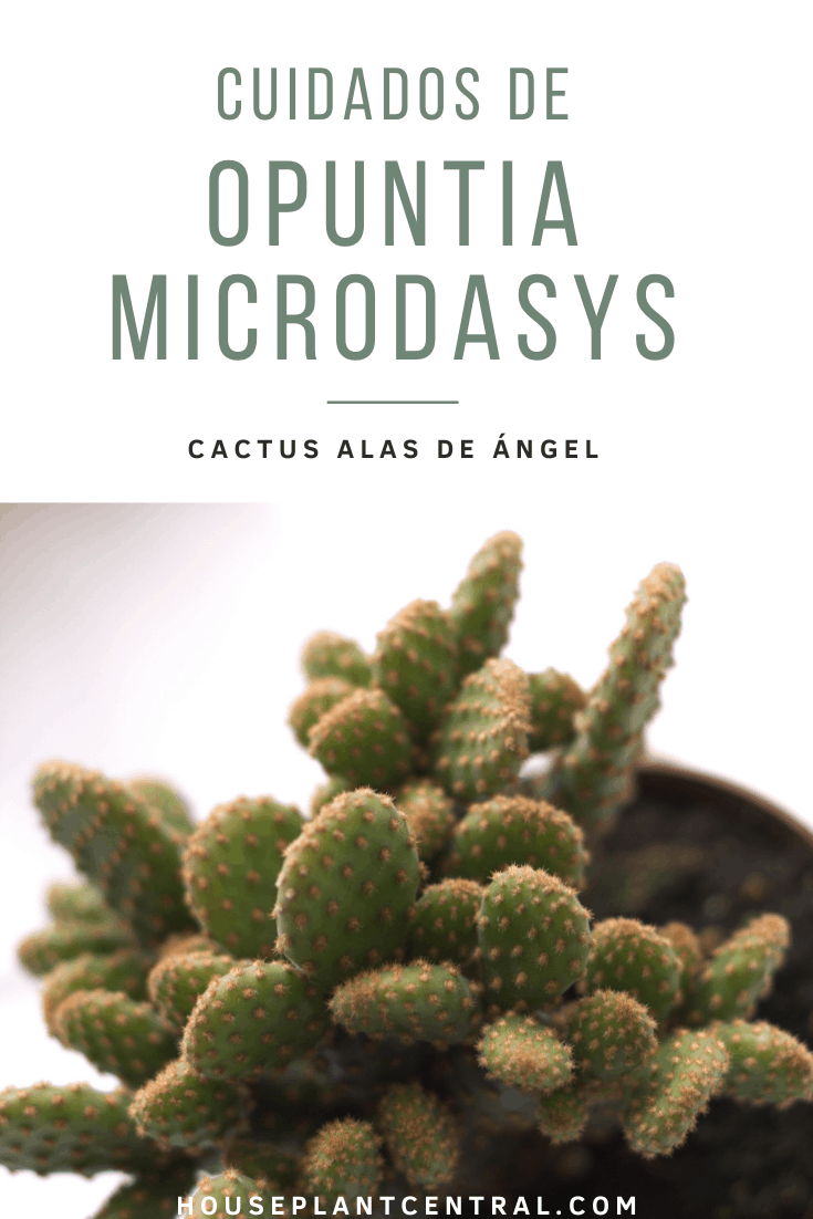 Cuidados del Opuntia microdasys (cactus alas de ángel)