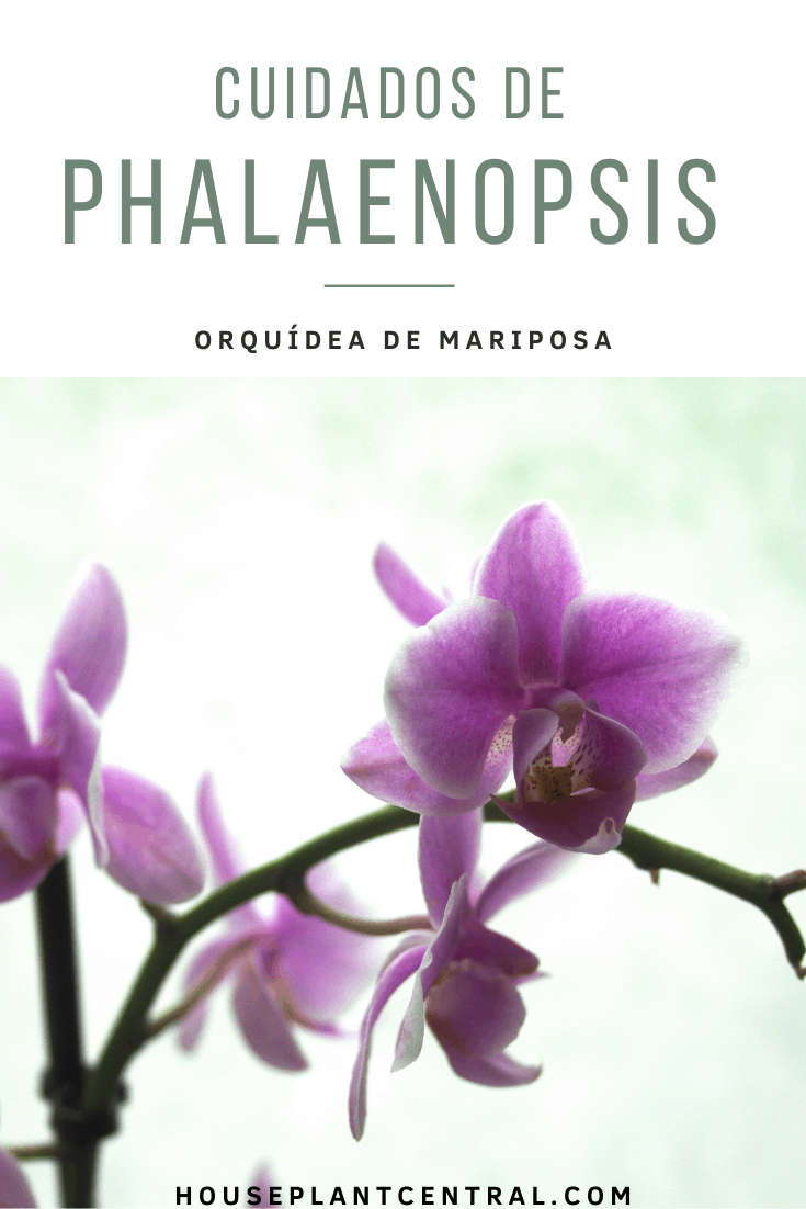 Cuidado de las orquídeas Phalaenopsis | Orquídea de mariposa - Houseplant  Central