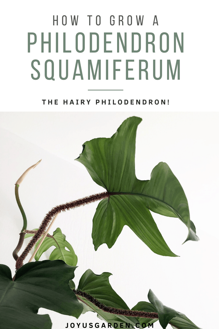 Bottom view of Philodendron squamiferum leaves on white background | Full Philodendron squamiferum care guide