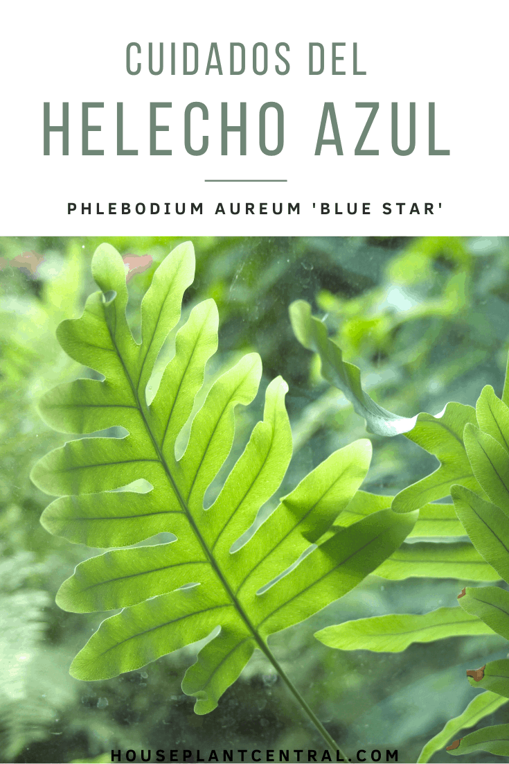 Frondas del helecho azul (Phlebodium aureum 'Blue Star'). 