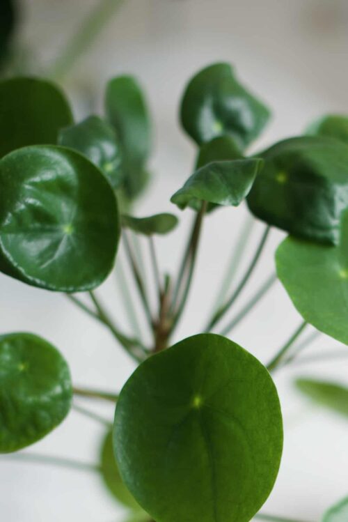 Pilea peperomioides, una planta de interior común también conocida como planta china del dinero. 
