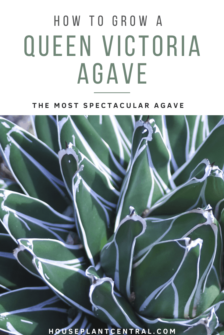Close-up of Queen Victoria Agave in the sun | Full Queen Victoria Agave care guide