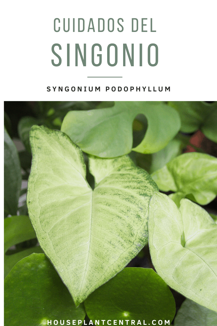 Hojas de Syngonium podophyllum | Cómo cuidar un singonio